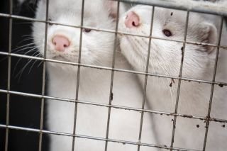 &iquest;Por qu&eacute; Finlandia vacuna contra COVID-19 a visones? Todo, en nombre de la moda