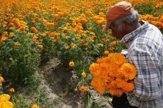 Puebla l&iacute;der en producci&oacute;n de cempas&uacute;chil y terciopelo; concentra el 72% nacional