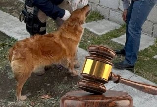 C&aacute;rcel para los maltratadores: dictan sentencias hist&oacute;ricas por crueldad animal extrema en Puebla