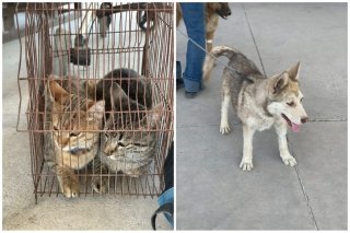 Llega Jornada de Bienestar Animal en la Unidad Deportiva An&iacute;bal Abarca