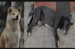 El "Hachiko de Culiac&aacute;n&rdquo;: la historia del perrito que espera a su due&ntilde;o asesinado