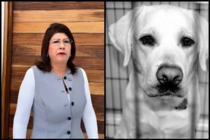Esc&aacute;ndalo en Edomex: Senadora admite sacrificio de perros en Tec&aacute;mac; activistas denuncian "matanza sistem&aacute;tica"