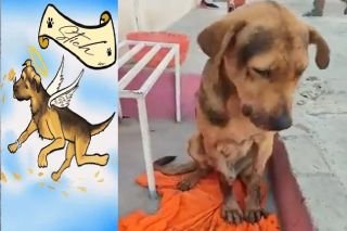 Causa indignaci&oacute;n la muerte de Stich, perrito golpeado por robar pan en Chilpancingo