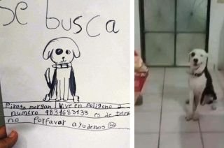 &iexcl;Final feliz! Encuentran a perro en Chetumal gracias a un cartel que dibuj&oacute; una ni&ntilde;a