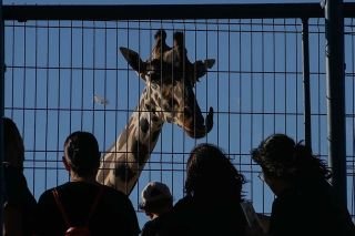&iexcl;Ahora con clima bajo cero! Jirafa Benito vive en malas condiciones en Ciudad Ju&aacute;rez