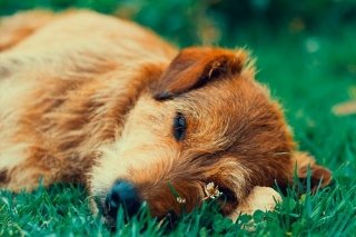 CEDH investiga envenenamiento masivo de perros en Panind&iacute;cuaro